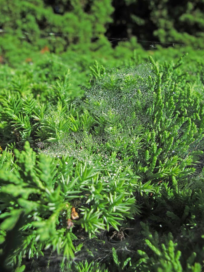 Genomskinliga daggsmå droppar för Closeup på spindelingreppsspindelnät på gräsplan