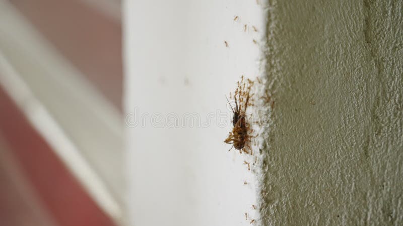 Genossenschaftsameisen ziehen eine Kakerlake hinauf auf ein senkretisches Teamwork-Konzept. Insektenkolonie