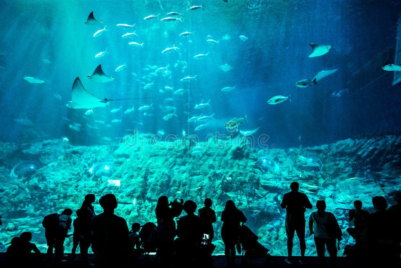 Gente observando pescados detrás de un vidrio enorme en acuario fotografía de archivo libre de regalías