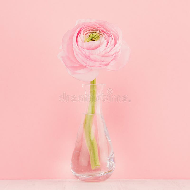 Gente pastel pink ranunculus λουλούδι σε κομψό βάζο σε απαλό απαλό λευκό ξύλινο πλακίδιο και ροζ τοίχωμα, κλειστό, τετράγωνο στοκ φωτογραφία με δικαίωμα ελεύθερης χρήσης