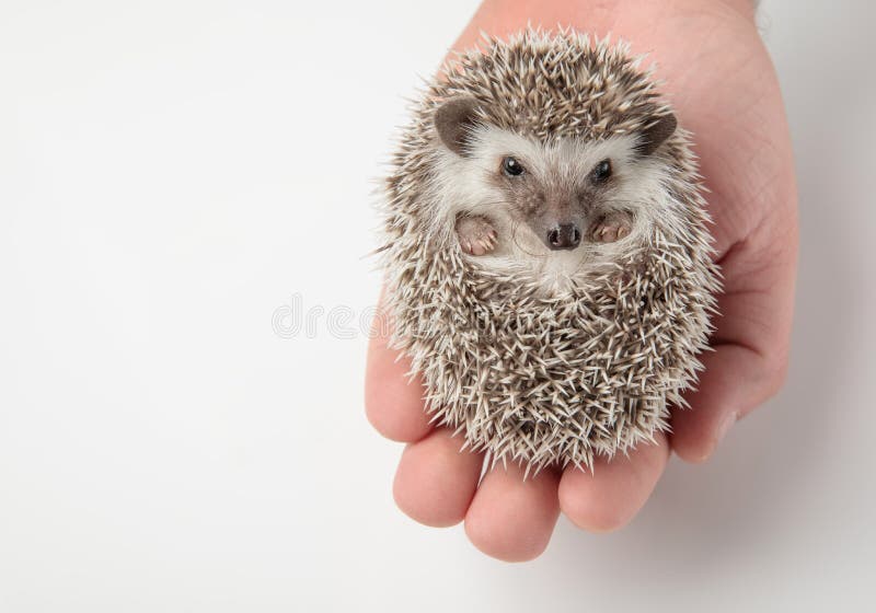 Gente que lleva a cabo el hedghog gris lindo en su mano foto de archivo Gente que lleva a cabo el hedghog gris lindo en su mano foto de archivo