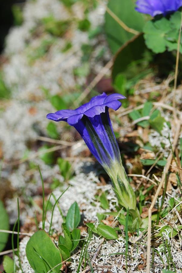 Gentian (Gentiana grandiflora)