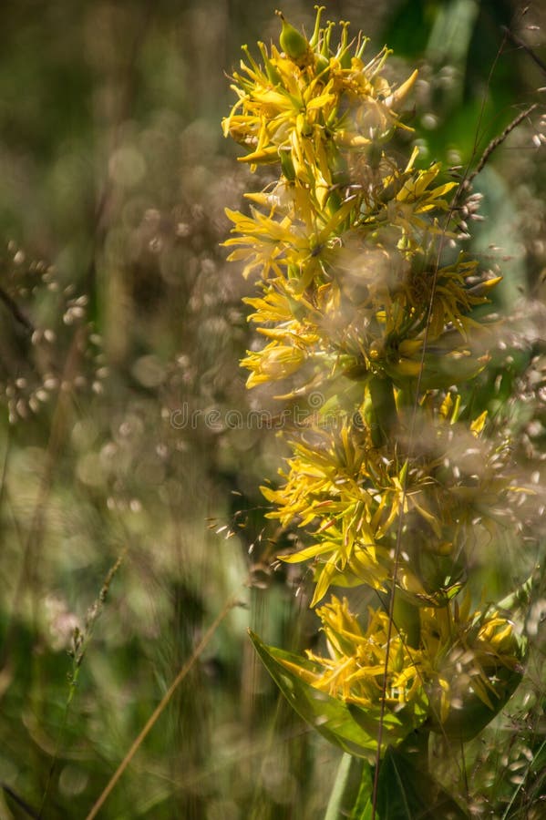 Gentiana lutea, jasserie colleine, Loire, France obrazy royalty free Gentiana lutea, jasserie colleine, Loire, France obrazy royalty free