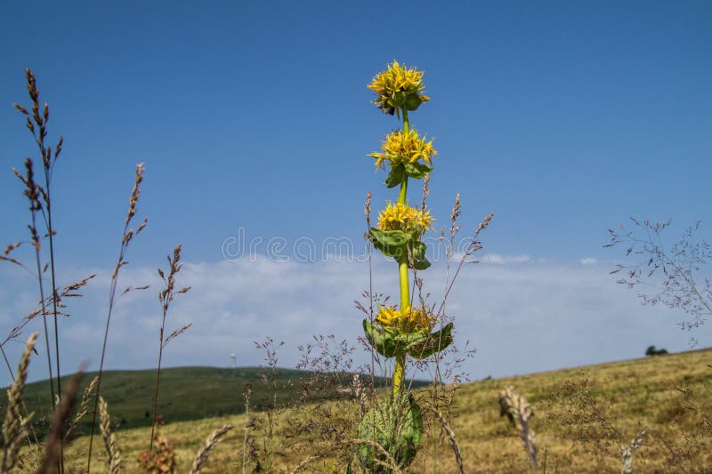 Gentiana lutea, jasserie colleine, Loire, France fotografia stock Gentiana lutea, jasserie colleine, Loire, France fotografia stock