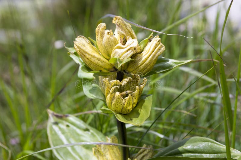 Gentiana punctata, the spotted gentian in bloom