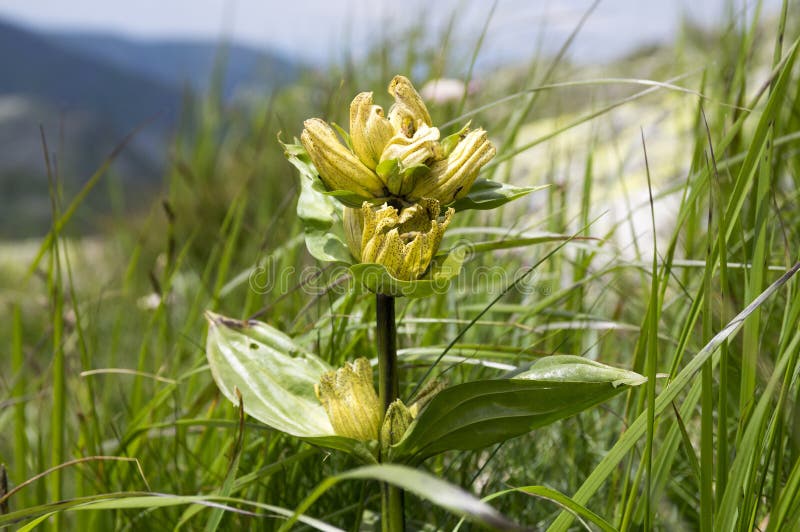 Gentiana punctata, the spotted gentian in bloom