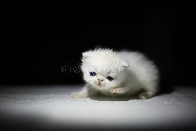 Gentil Petit Bebe Nouveau Ne Mignon De Chat Photo Stock Image Du Gentil Juste Gentil Petit Bebe Nouveau Ne Mignon De Chat Photo Stock Image Du Gentil Juste