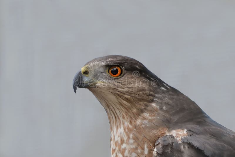 Gentilis septentrionales del Accipiter del azor imagenes de archivo Gentilis septentrionales del Accipiter del azor imagenes de archivo