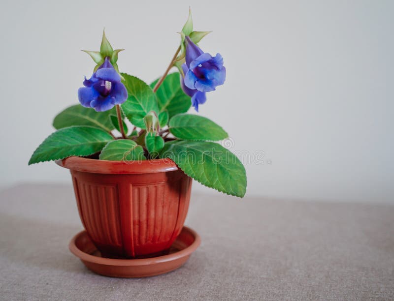 Gentle Blue Purple Flowers of Sinningia Thidea - Gloxinia with Green Leaves  on a Gray Background. Indoor Plant. Selective Focus Stock Photo - Image of  closeup, leaf: 183741054