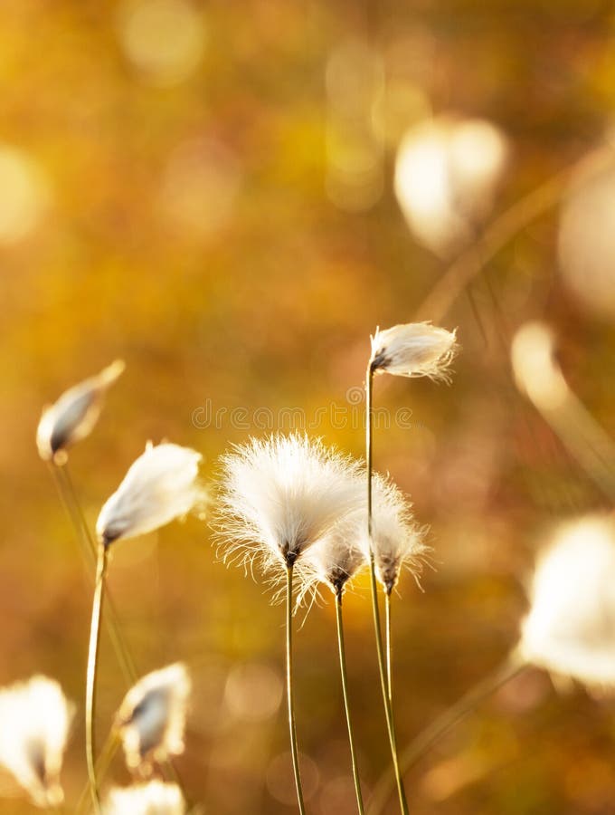 Gentle Cotton Grass Growing in the Swamp Stock Image Image of swamp, nature 183438933