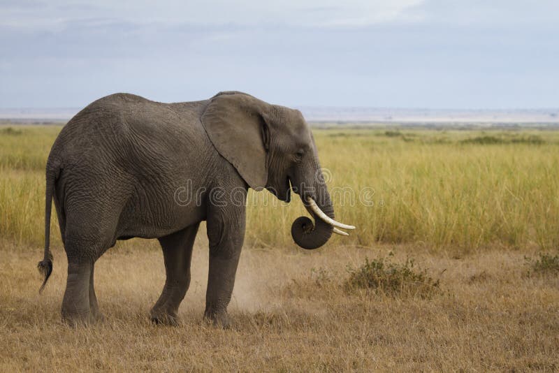 Gentle elephant eating