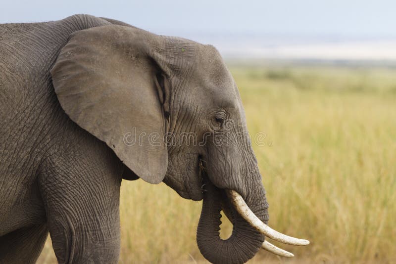 Gentle elephant eating