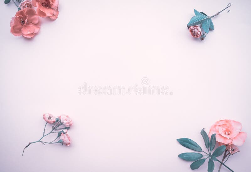 Pink rose background stock image. Image of flowers, blossom - 29259707