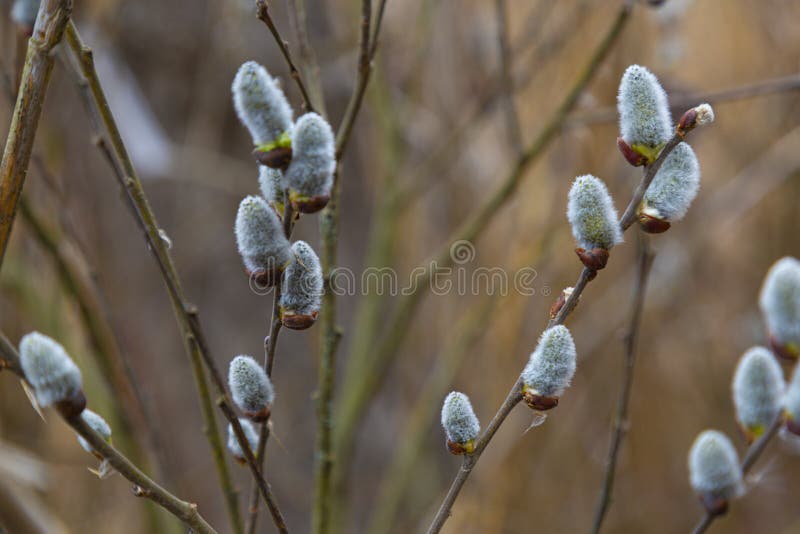 Blooming Pussy Willow Branches