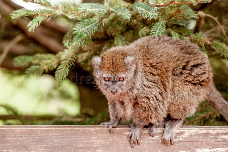 Gentle lemur looking at you