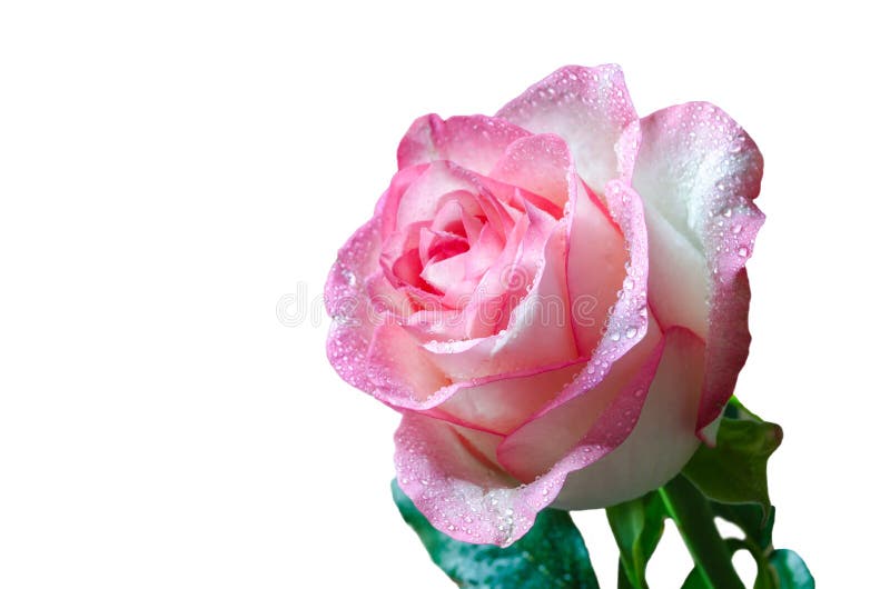 Gentle pink rose with drops of dew on blurred background. Gentle pink rose with drops of dew on blurred background