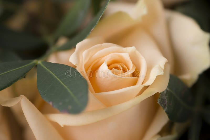 Gentle rose flower stock image. Image of nature, tilted 90217429