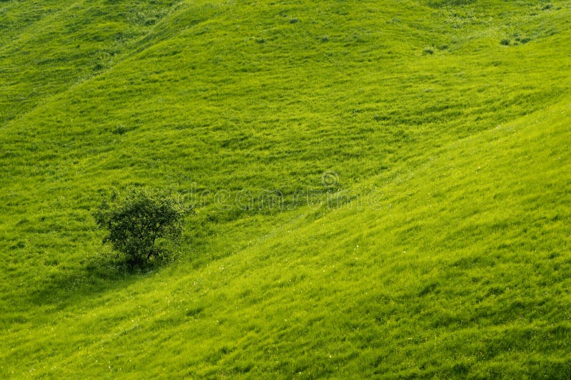 A gentle slope of a green hill with rare trees and lush grass against a blue sky with clouds. The Sonoma Valley royalty free stock photos A gentle slope of a green hill with rare trees and lush grass against a blue sky with clouds. The Sonoma Valley royalty free stock photos