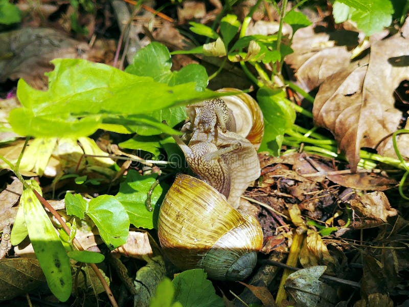 Snail's Soft Kiss Head