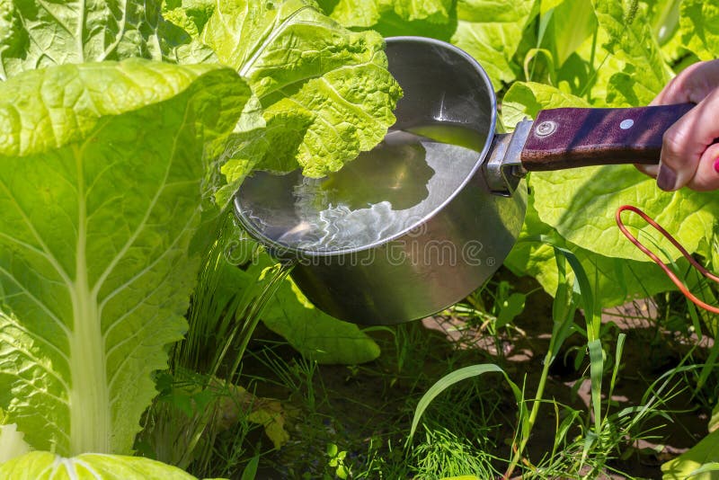 Gentle Watering of Chinese Cabbage with a Water Dipper. Growing Napa