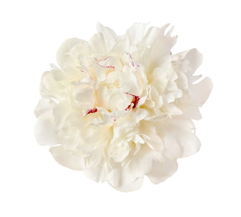 The gentle white peony. 