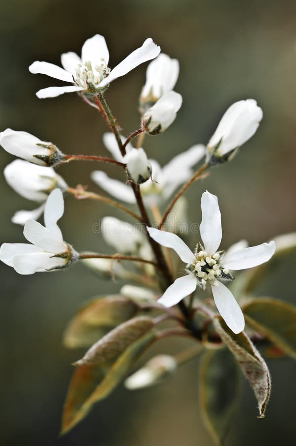 Gentle white spring flowers royalty free stock photography