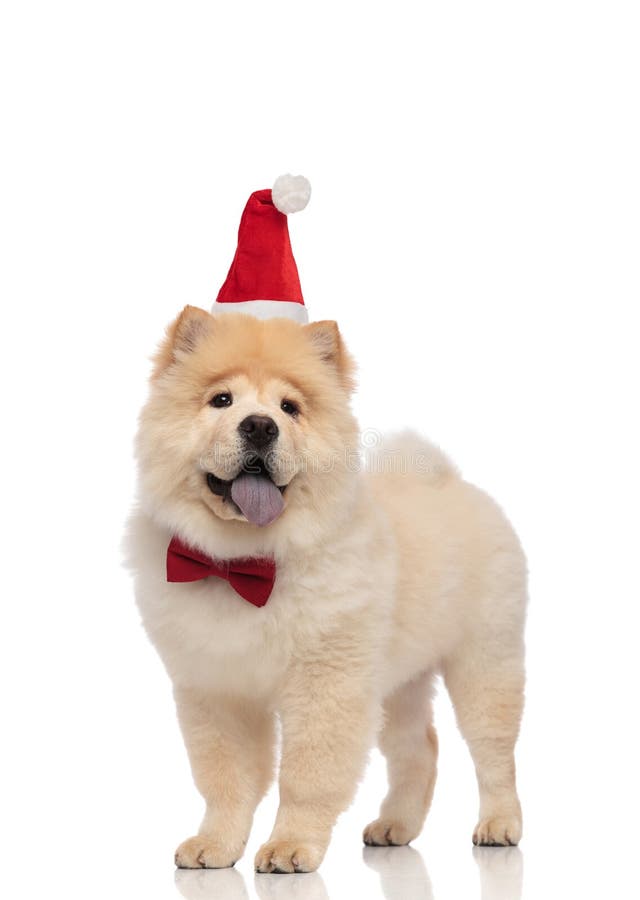 straight needle dog sweater pattern