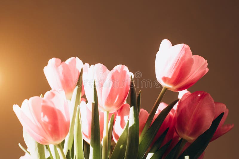 Gently Pink Bouquet of Tulips in a Vase. Spring Background with a