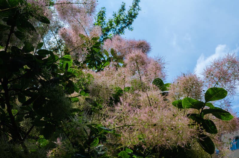 Gently pink Scoumpia bloomed. Airy, intangible, it reminds of the childish joy of a huge portion of sweet air wool. stock photos Gently pink Scoumpia bloomed. Airy, intangible, it reminds of the childish joy of a huge portion of sweet air wool. stock photos