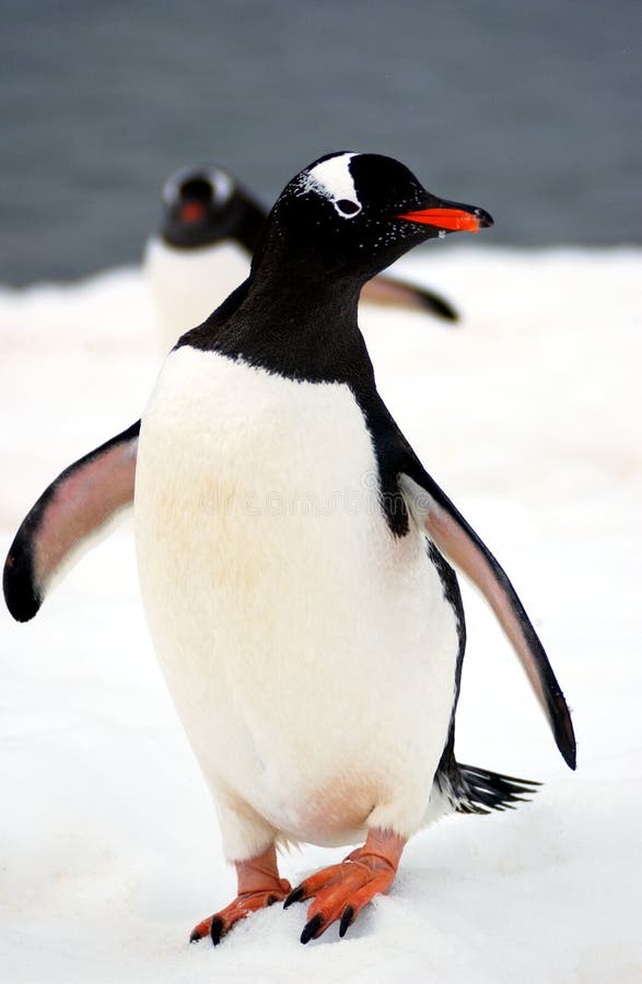 Gentoo penguin stock photos