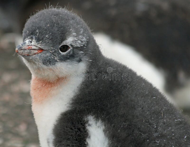 Gentoo penguin chick