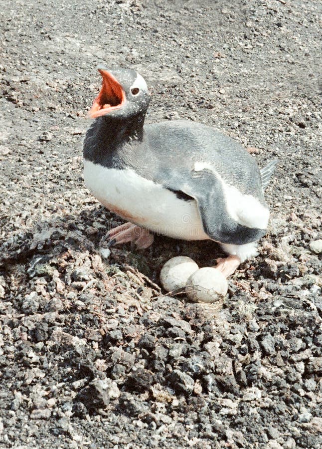 Gentoo Penguin on Egg's royalty free stock images
