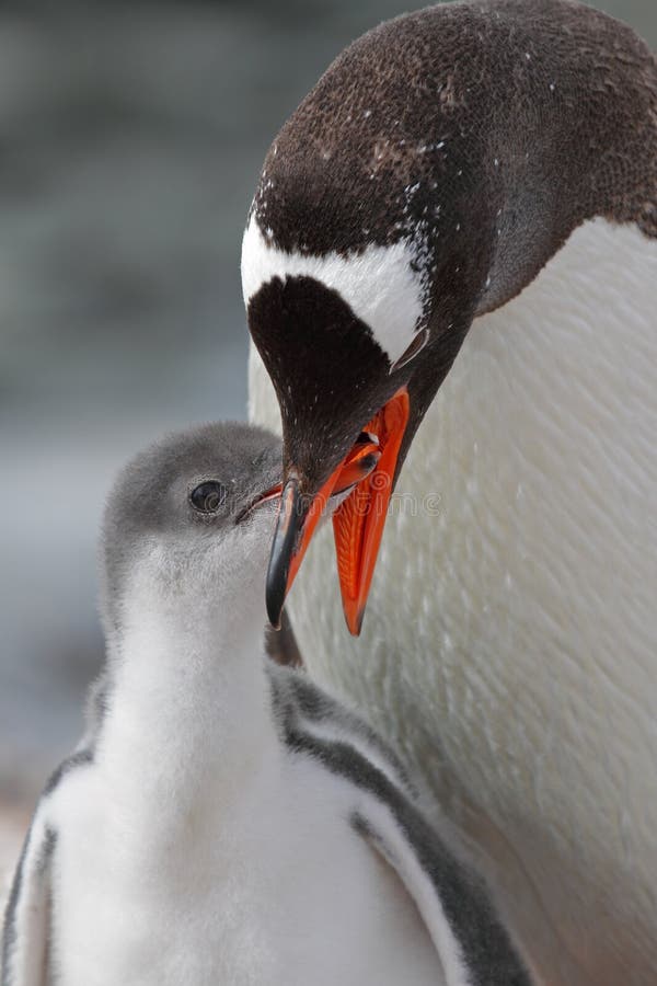 Gentoo penguin feeding young, Antarctica royalty free stock image