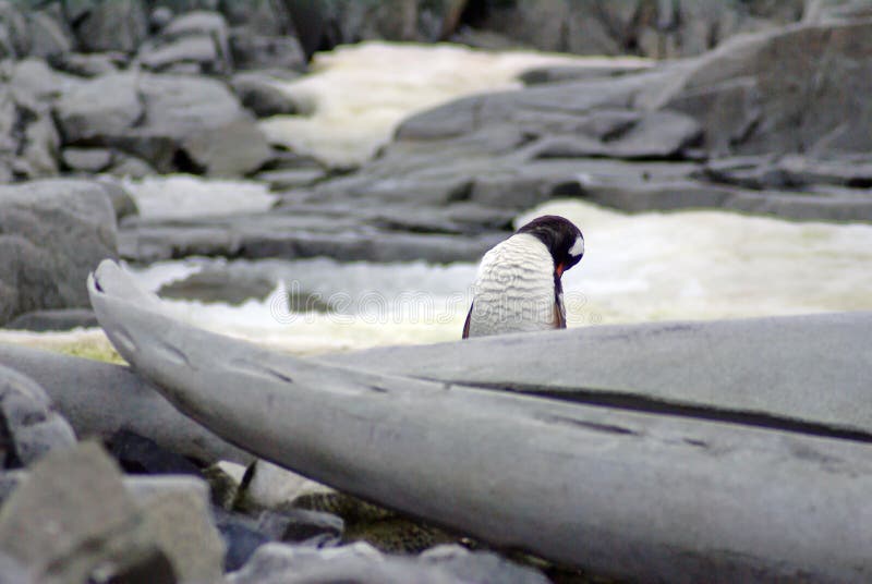 Gentoo penguins behind a whale bone royalty free stock photo Gentoo penguins behind a whale bone royalty free stock photo