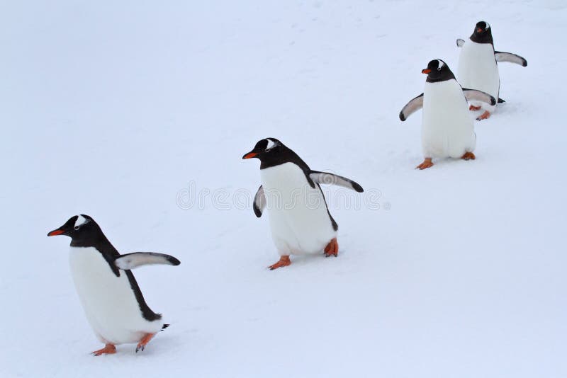 Keng Penguin Who Has Blundered Into A Gentoo Penguin Colony Stock Photo -  Download Image Now - iStock