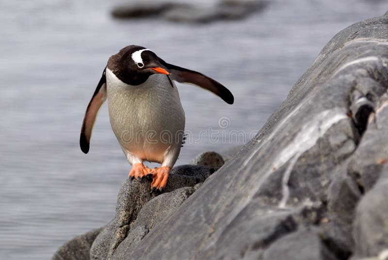 Gentoo Penguin