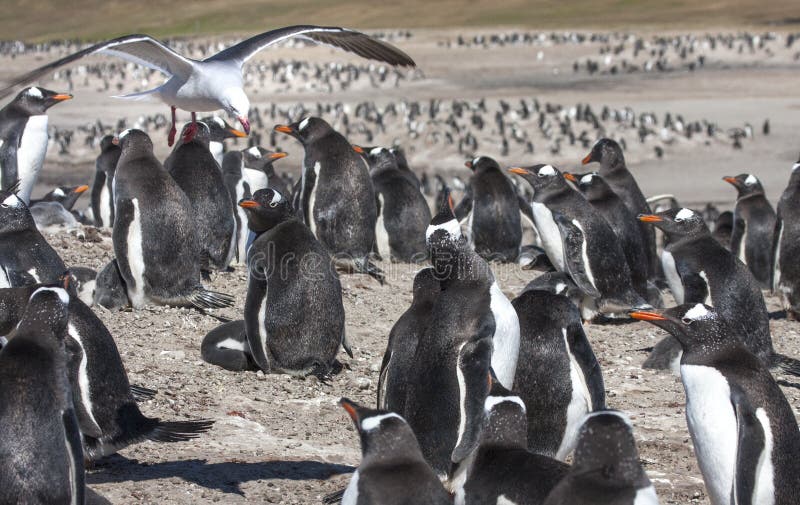 Gentoo Penguin Nesting Ground Stock Image - Image of summer, rookery