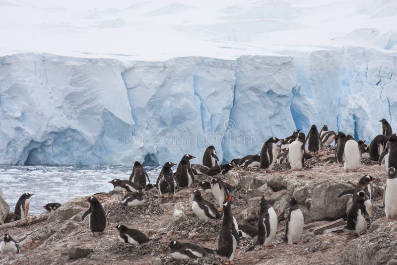 Gentoo Penguin Nesting Ground, Parent Feeding a Chick Stock Photo