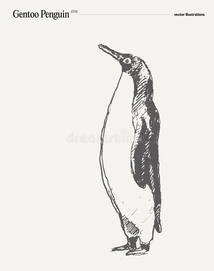 Gentoo Penguin Drawing