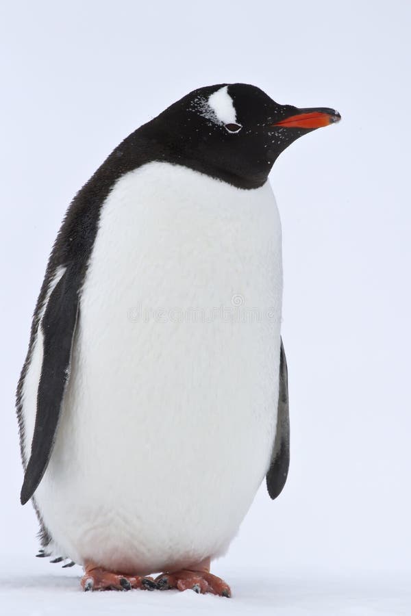 Gentoo penguin standing on the snow in Antarctica stock photo
