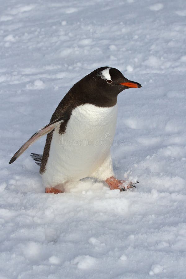 Gentoo penguin walking on snow overcast royalty free stock photography
