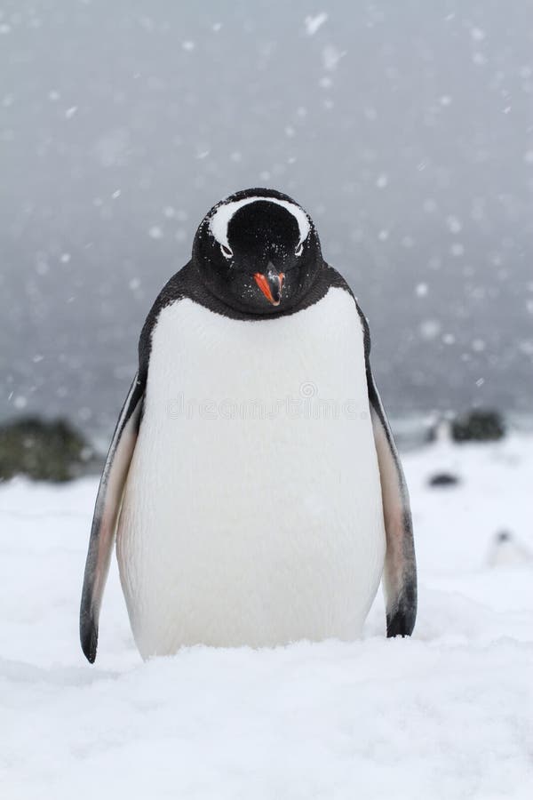 Gentoo penguin who stands in the snow stock images