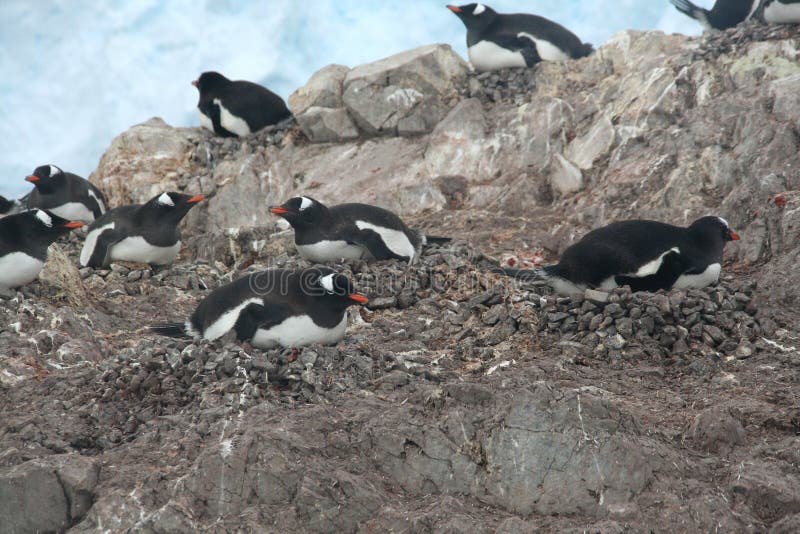 Nesting Penguins, Gentoo Penguin Rookery Stock Image - Image of arctic