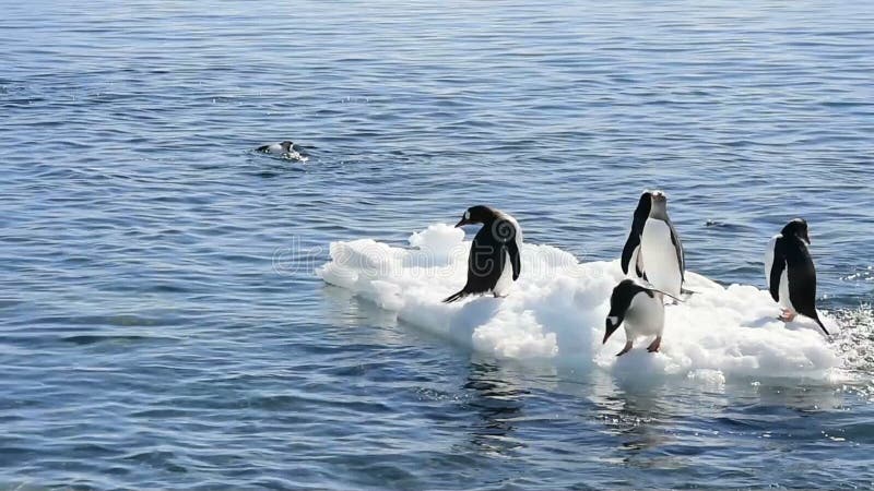 Gentoo Penguins Playing on the Ice Stock Footage - Video of continent