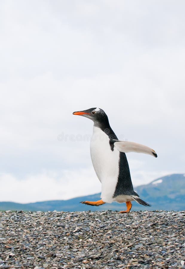 Walking cute gentoo penguin on beach. Walking cute gentoo penguin on beach