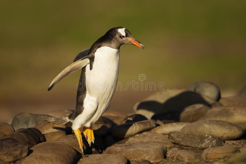 Gentoo-Pinguin, der auf Felsen springt stockfotos Gentoo-Pinguin, der auf Felsen springt stockfotos