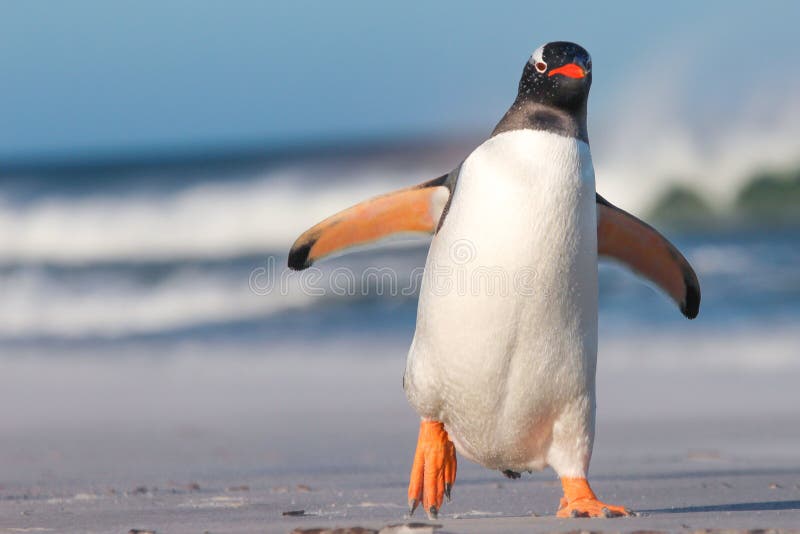 Gentoo Penguin walking on the Beach. Bertha's Beach. Falkland Islands. Gentoo Penguin walking on the Beach. Bertha's Beach. Falkland Islands.