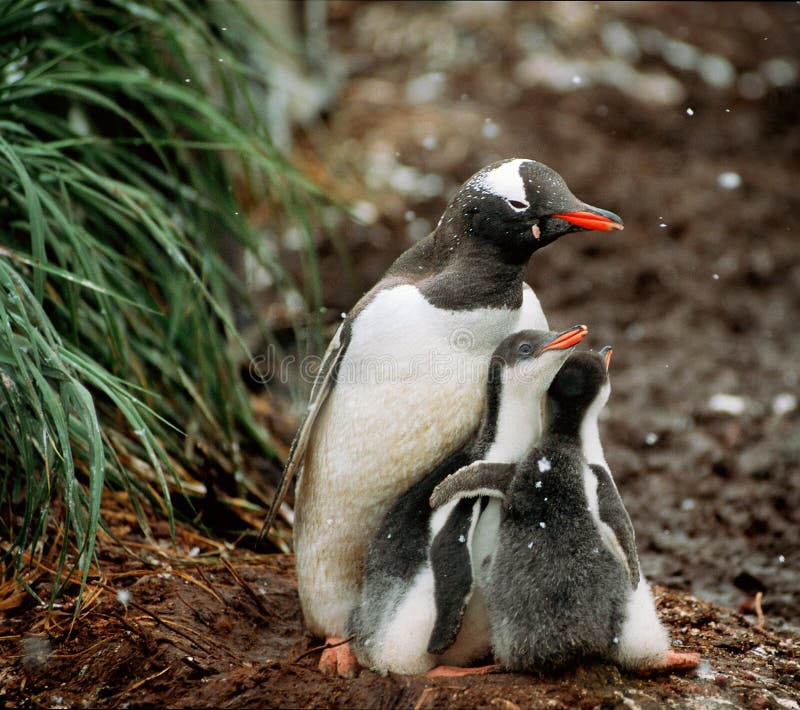 Gentoo-Pinguine, Süd-Georgia Gentoo-Pinguine, Süd-Georgia
