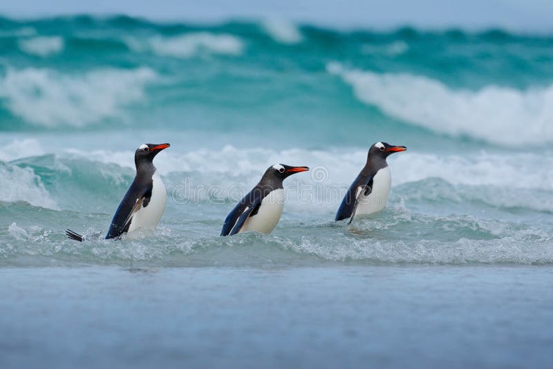 Gentoo pingvin-, för vatten tre fågel i havet, simning och banhoppning i havet, Falkland Island arkivbild Gentoo pingvin-, för vatten tre fågel i havet, simning och banhoppning i havet, Falkland Island arkivbild