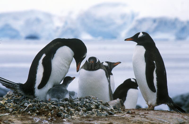 Gentoo pingvin och fågelungar (pygoscelisen papua) på råkkolonin i paradishamnen, Antarktis arkivbild Gentoo pingvin och fågelungar (pygoscelisen papua) på råkkolonin i paradishamnen, Antarktis arkivbild